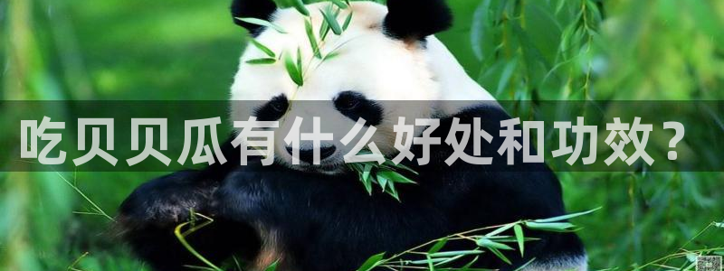 51吃瓜网张津瑜:吃贝贝瓜有什么好处和功效?